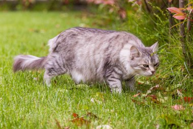 Bir bahçede uzun saçlı meraklı güzellik kedisi, Sibirya safkan kedi yavrusu