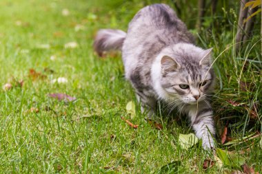 Bir bahçede uzun saçlı kabarık kedi, Sibirya safkan kedi yavrusu. Kadın gümüş versiyonu