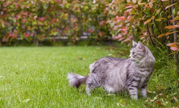 Dulce gato con pelo largo al aire libre en un jardín, siberiano pura raza gatito —  Fotos de Stock