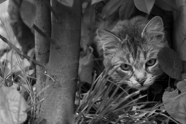 Красивая кошка с длинными волосами на открытом воздухе в саду, сибирский чистокровный котенок, смотрящий на зеленую траву — стоковое фото