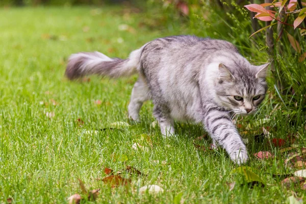 Vacker katt med långt hår utomhus i en trädgård, sibiriska renrasiga kattunge — Stockfoto