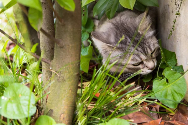 Zvláštní kočka s dlouhými vlasy venku v zahradě pod živým plotem, Sibiřský čistokrevný koťat — Stock fotografie