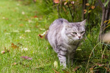 Bir bahçede uzun saçlı güzel kedi, bir alanda Sibirya safkan kedi yavrusu