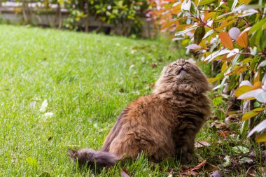 Bir bahçede uzun saçlı güzel kedi, sibirya safkan kedi yavrusu yukarı bakıyor