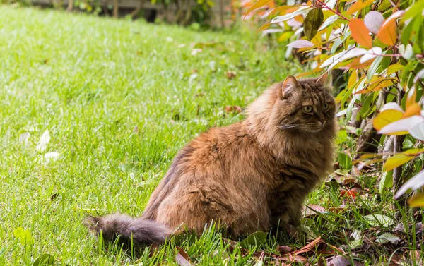 Όμορφη γάτα με μακριά μαλλιά υπαίθρια σε έναν κήπο, Σιβηρικό καθαρόαιμο γατάκι που αναζητούν την αντιστάθμιση — Φωτογραφία Αρχείου