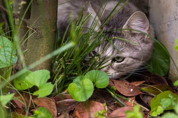 Vacker katt med långt hår utomhus i en trädgård, sibiriska renrasiga kattunge — Stockfoto