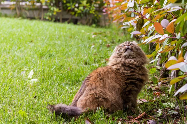 Beautiful cat with long hair outdoor in a garden, siberian purebred kitten looking up — Stock Photo, Image