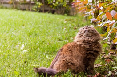 Bir bahçede uzun saçlı meraklı küçük kedi, Sibirya safkan kedi yavrusu