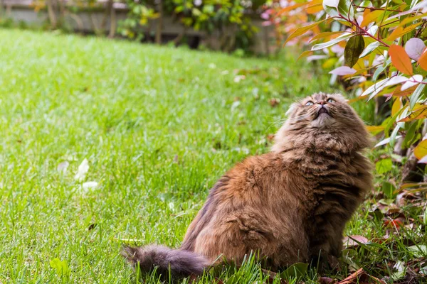Mooie kat met lang haar buiten in een tuin, Siberische raszuivere kitten op zoek naar de Haag — Stockfoto