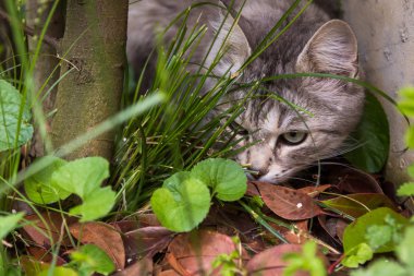 Bir bahçede uzun saçlı güzel kedi, çim yeşil görünümlü Sibirya safkan kedi yavrusu