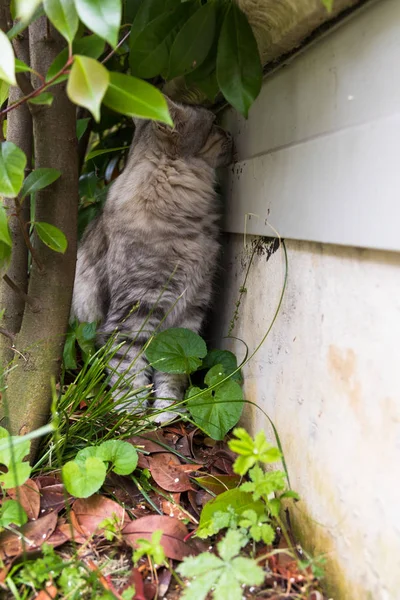 Vacker katt med långt hår utomhus i en trädgård, sibiriska renrasiga kattunge — Stockfoto