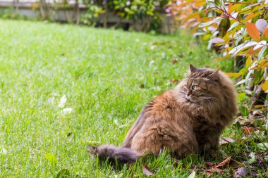 Bir bahçede uzun saçlı güzel kedi, sibirya safkan kedi yavrusu, kahverengi uskumru