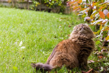 Bir bahçede uzun saçlı meraklı kedi, sibirya safkan kedi yaprakları arıyor