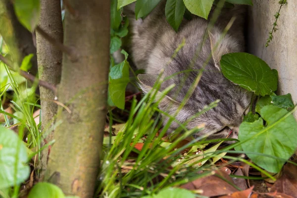 Beau chat aux cheveux longs en plein air dans un jardin, chaton de race sibérienne, temps de reniflement — Photo