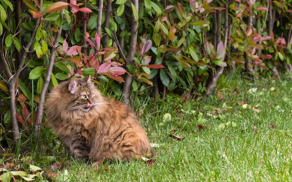 Siberian raça de gato descansando em um jardim, gatinho de raça pura de li — Fotografia de Stock