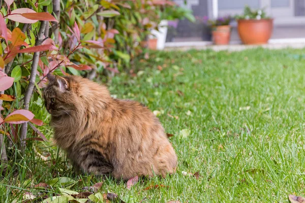 Siberiana raza de gato descansando en un jardín, pura raza felina de li —  Fotos de Stock