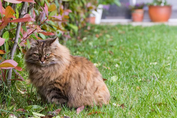 Siberia raza de gato descansando en un jardín, bastante felino de vivir — Foto de Stock