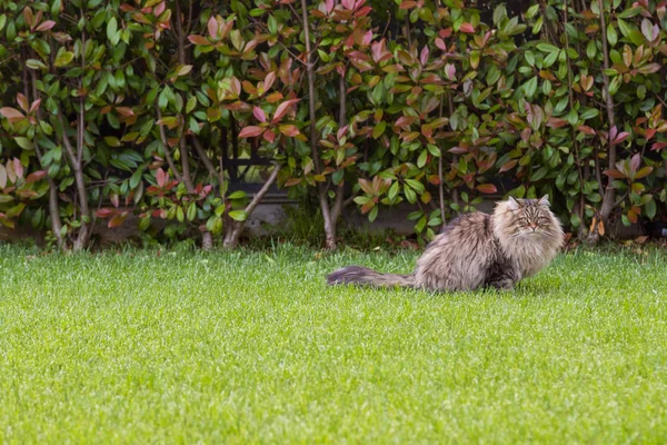 Sibiřská kočka odpočívá v zahradě, čistokrevná kápka dobytka, — Stock fotografie