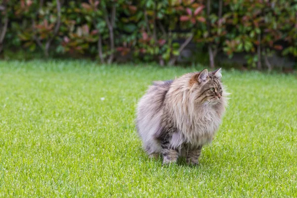 Siberian raça de gato descansando em um jardim, felino puro de li — Fotografia de Stock