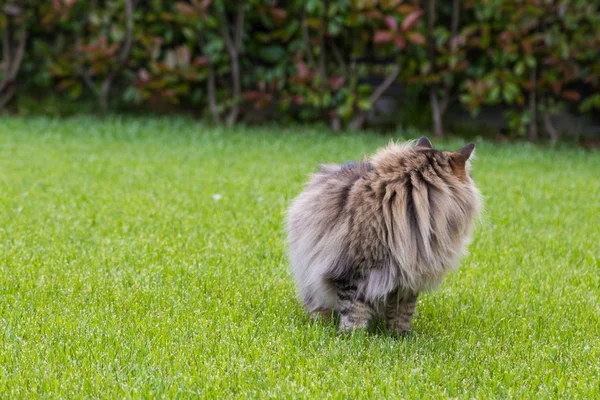 Kočičí a sibiřské plemeno, které odpočívá v zahradě, čistokrevné hnědé kočka obecná — Stock fotografie