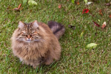 Sibirya kedisi cinsi bir bahçede istirahat, li safkan kedi