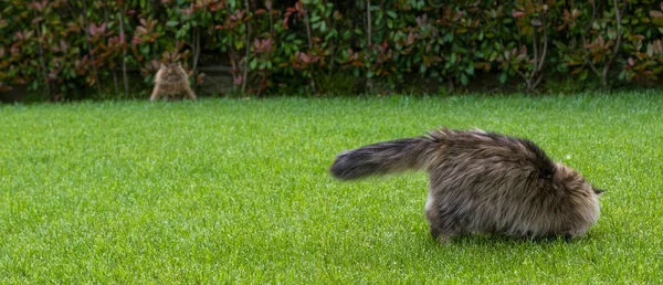 Race sibérienne de chat se reposant dans un jardin, félin pur-sang, front — Photo
