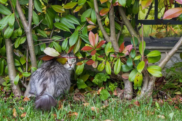 Szőrös macska livesrtock a pihenni a kertben, fajtatiszta szibériai — Stock Fotó