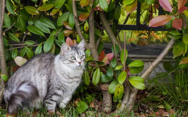 Gato peludo de livesrtock em relaxar em um jardim, siberiano de raça pura — Fotografia de Stock