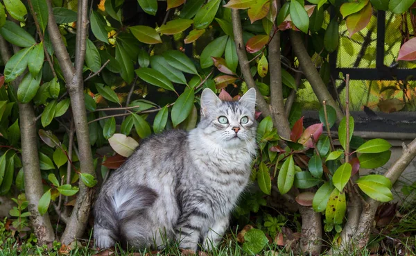 Furry katt av livesrtock i slappna av i en trädgård, renrasiga Siberian — Stockfoto