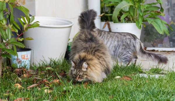 Chlupatá kočka z livesrtocku v klidu v zahradě, čistokrevná sibiřská — Stock fotografie