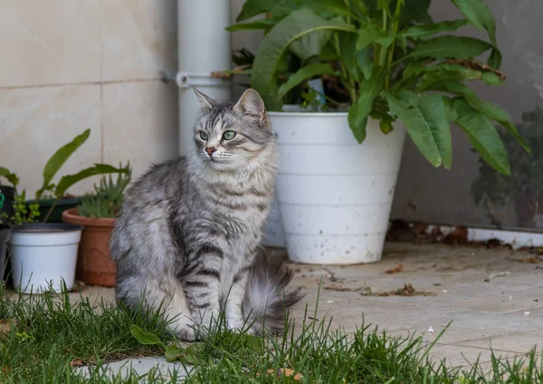 Gato peludo de livesrtock em relaxar em um jardim, siberiano de raça pura — Fotografia de Stock