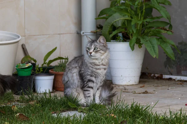 Gatto peloso di livesrtock in relax in un giardino, siberiano di razza pura — Foto Stock