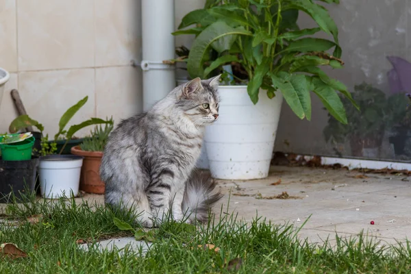 Пухнастий кіт Лайфстока в розслабленому саду, чистокровний сибірський — стокове фото