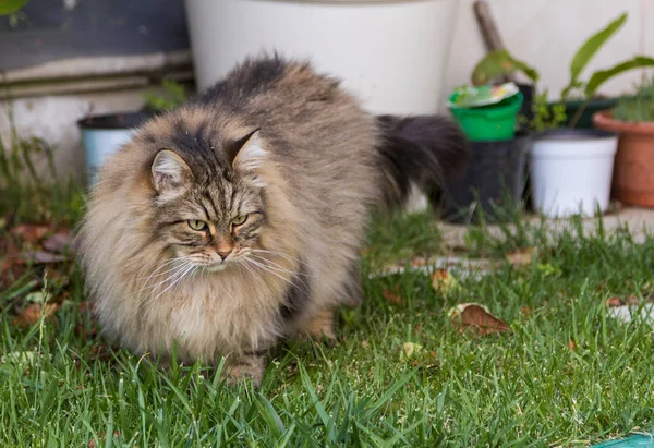 Gato peludo de livesrtock en relajarse en un jardín, pura raza mascota siberiana. Animal hipoalergénico — Foto de Stock