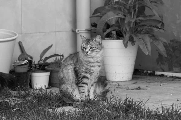 Karvainen kissa elää rentoutua puutarhassa, puhdasrotuinen siperialainen lemmikki. Hypoallergeeninen eläin — kuvapankkivalokuva