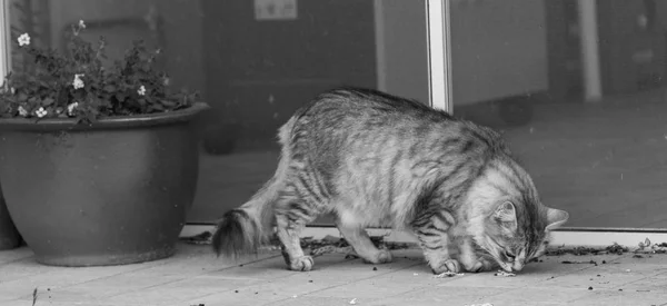 Pelzige Katze von livesrtock in entspannen in einem Garten, reinrassige sibirische Haustier. hypoallergenes Tier — Stockfoto