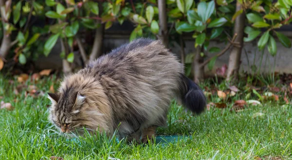 Furry katt av livesrtock i slappna av i en trädgård, renrasiga Siberian PET. Allergivänliga djur — Stockfoto