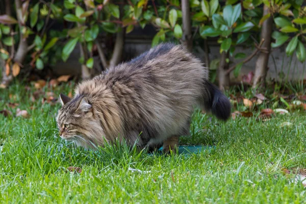 Gato peludo de livesrtock em relaxar em um jardim, animal de estimação siberiano puro. Animal hipoalergénico — Fotografia de Stock