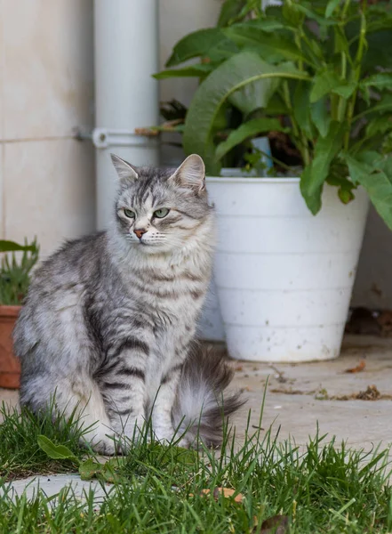 Gato peludo de livesrtock em relaxar em um jardim, animal de estimação siberiano puro. Animal hipoalergénico — Fotografia de Stock