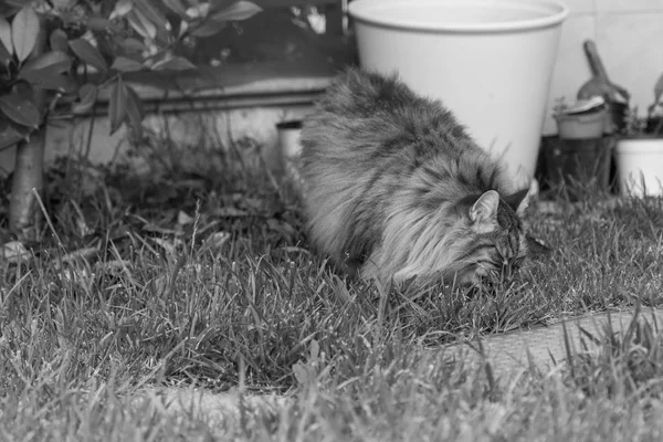 Furry katt av livesrtock i slappna av i en trädgård, renrasiga Siberian PET. Allergivänliga djur — Stockfoto