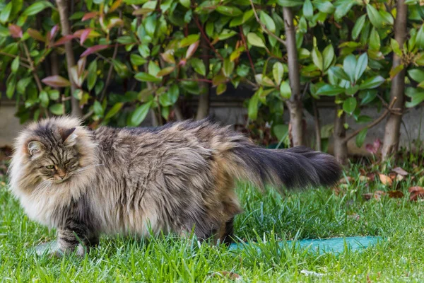 Furry katt av livesrtock i slappna av i en trädgård, renrasiga Siberian PET. Allergivänliga djur — Stockfoto