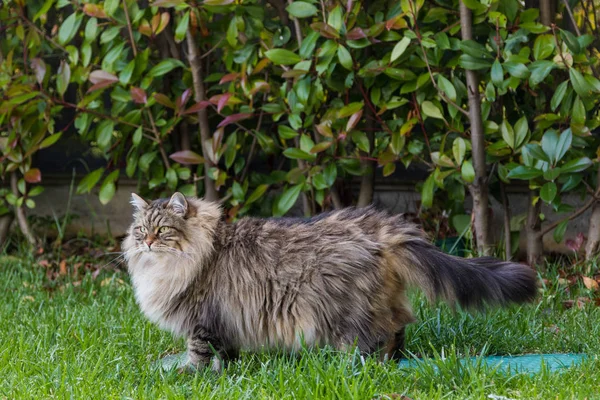 Chlupatá kočka z livesrtocku v klidu v zahradě, čistokrevný sibiřský mazlíček. Hypoalergenní živočich — Stock fotografie
