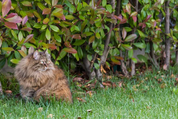 Chlupatá kočka z livesrtocku v klidu v zahradě, čistokrevný sibiřský mazlíček. Hypoalergenní živočich — Stock fotografie