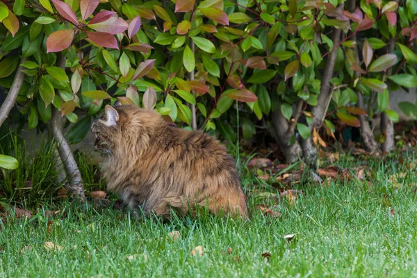 Furry cat of livesrtock slapper av i en hage, renraset sibirsk kjæledyr. Hypoallergiframkallende dyr – stockfoto