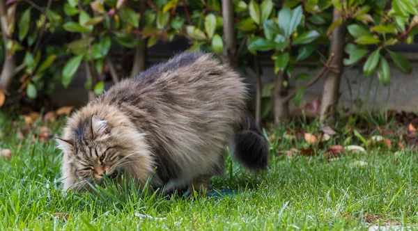 Gatto peloso di livesrtock in relax in un giardino, animale domestico siberiano di razza. Animali ipoallergenici — Foto Stock