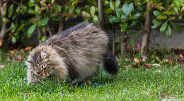 Gato peludo de livesrtock en relajarse en un jardín, pura raza mascota siberiana. Animal hipoalergénico — Foto de Stock