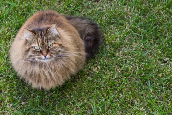정원에서 휴식을 취하는 살아있는 고양이, 순종 시베리아 애완 동물. 저자극성 동물 — 스톡 사진