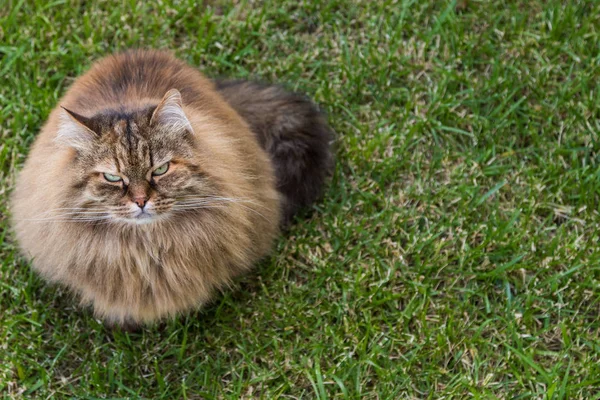 毛茸茸的猫在花园里放松，纯种西伯利亚宠物。低过敏动物 — 图库照片