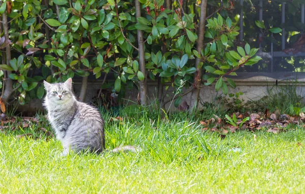 Dlouhovlasá kočka v zahradě. Čistokrevná kočičko dobytka v relaxaci venku. Hypoalergenní plemeno sibiřské — Stock fotografie