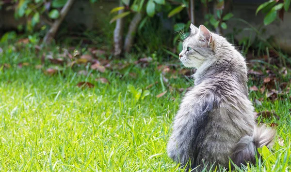 Gato de pelo largo en un jardín. Gatito de pura raza de ganado en relajarse al aire libre. Raza hipoalergénica siberiana —  Fotos de Stock